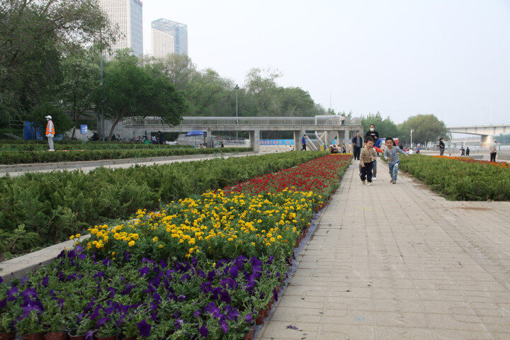 4万余株草花扮靓德州锦绣川景区，喜迎“五一”