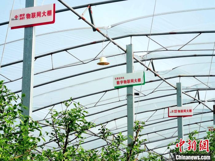 (资料图)数字乡村物联网大棚。　山东联通供图
