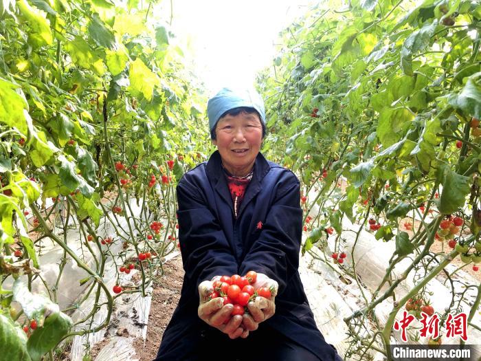 德州陵城区农户分享收获喜悦。　陵城区宣传部 供图