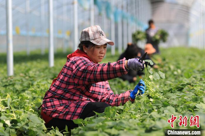 图为临沭玉山镇农民在收割脱毒地瓜苗准备移栽。　朱武涛 摄