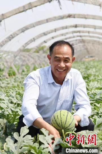 张建锋在周营镇铁佛蔬菜生产基地采收西瓜。　薛城宣传部 供图