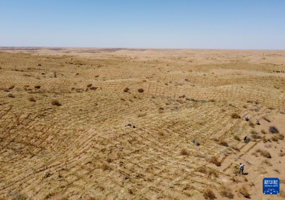 2024年4月10日,群众在古浪县八步沙林场麻黄塘沙区用草方格压沙。新华社发(无人机照片)