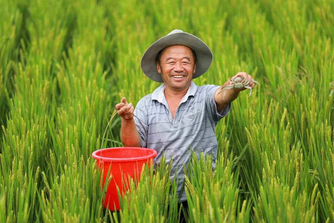 蓑衣樊村水稻、螃蟹双丰收时,村民在捕捉稻田蟹。朱笑摄 蓑衣樊村水稻、螃蟹双丰收时,村民在捕捉稻田蟹。朱笑摄